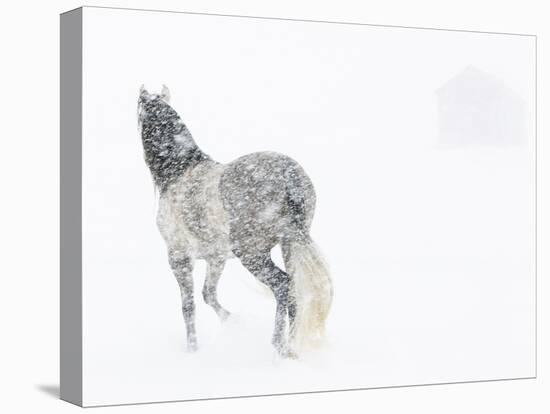 Horse In Snow Storm With Shed In Background, USA-Carol Walker-Stretched Canvas