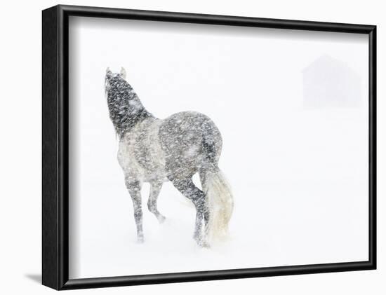 Horse In Snow Storm With Shed In Background, USA-Carol Walker-Framed Photographic Print