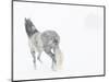 Horse In Snow Storm With Shed In Background, USA-Carol Walker-Mounted Photographic Print