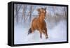 Horse in Snow-Lantern Press-Framed Stretched Canvas