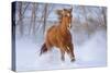Horse in Snow-Lantern Press-Stretched Canvas
