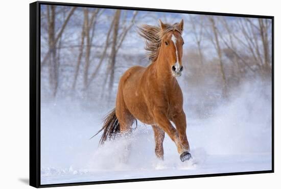 Horse in Snow-Lantern Press-Framed Stretched Canvas