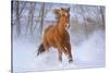 Horse in Snow-Lantern Press-Stretched Canvas