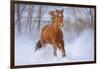 Horse in Snow-Lantern Press-Framed Art Print