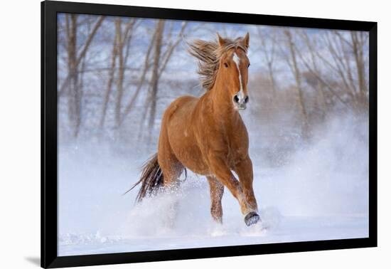Horse in Snow-Lantern Press-Framed Art Print
