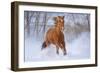 Horse in Snow-Lantern Press-Framed Art Print