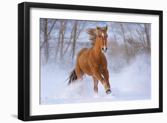 Horse in Snow-Lantern Press-Framed Art Print