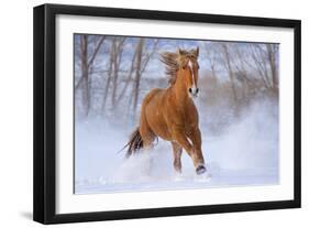 Horse in Snow-Lantern Press-Framed Art Print