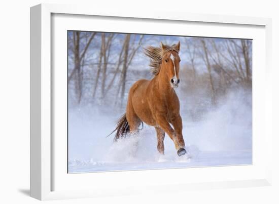 Horse in Snow-Lantern Press-Framed Art Print