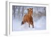 Horse in Snow-Lantern Press-Framed Art Print