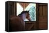 Horse in stall in rural Rappahannock County, Virginia, USA-Dennis Brack-Framed Stretched Canvas