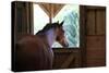 Horse in stall in rural Rappahannock County, Virginia, USA-Dennis Brack-Stretched Canvas
