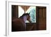 Horse in stall in rural Rappahannock County, Virginia, USA-Dennis Brack-Framed Photographic Print