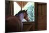 Horse in stall in rural Rappahannock County, Virginia, USA-Dennis Brack-Mounted Photographic Print