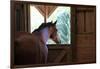 Horse in stall in rural Rappahannock County, Virginia, USA-Dennis Brack-Framed Photographic Print