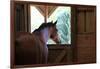 Horse in stall in rural Rappahannock County, Virginia, USA-Dennis Brack-Framed Photographic Print