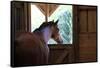 Horse in stall in rural Rappahannock County, Virginia, USA-Dennis Brack-Framed Stretched Canvas