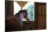 Horse in stall in rural Rappahannock County, Virginia, USA-Dennis Brack-Stretched Canvas