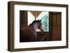 Horse in stall in rural Rappahannock County, Virginia, USA-Dennis Brack-Framed Photographic Print