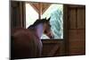 Horse in stall in rural Rappahannock County, Virginia, USA-Dennis Brack-Mounted Photographic Print