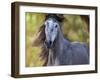 Horse in the Field I-Ozana Sturgeon-Framed Photographic Print