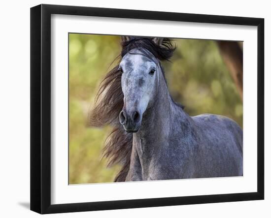 Horse in the Field I-Ozana Sturgeon-Framed Photographic Print