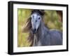 Horse in the Field I-Ozana Sturgeon-Framed Photographic Print