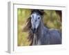 Horse in the Field I-Ozana Sturgeon-Framed Photographic Print