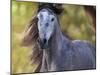 Horse in the Field I-Ozana Sturgeon-Mounted Photographic Print