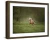 Horse in the Field II-Ozana Sturgeon-Framed Photographic Print