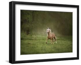 Horse in the Field II-Ozana Sturgeon-Framed Photographic Print