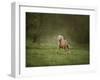 Horse in the Field II-Ozana Sturgeon-Framed Photographic Print