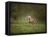 Horse in the Field II-Ozana Sturgeon-Framed Stretched Canvas