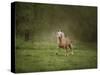 Horse in the Field II-Ozana Sturgeon-Stretched Canvas