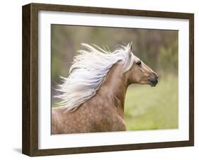 Horse in the Field III-Ozana Sturgeon-Framed Photographic Print