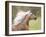 Horse in the Field III-Ozana Sturgeon-Framed Photographic Print