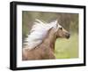 Horse in the Field III-Ozana Sturgeon-Framed Photographic Print