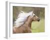 Horse in the Field III-Ozana Sturgeon-Framed Photographic Print