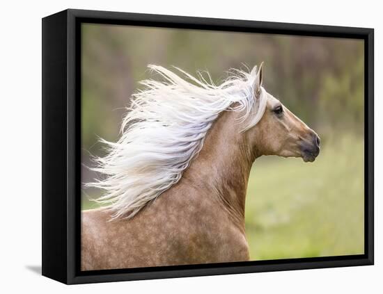 Horse in the Field III-Ozana Sturgeon-Framed Stretched Canvas