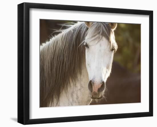 Horse in the Field IV-Ozana Sturgeon-Framed Photographic Print