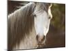 Horse in the Field IV-Ozana Sturgeon-Mounted Photographic Print
