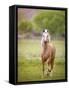 Horse in the Field VI-Ozana Sturgeon-Framed Stretched Canvas