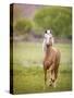 Horse in the Field VI-Ozana Sturgeon-Stretched Canvas