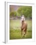 Horse in the Field VI-Ozana Sturgeon-Framed Photographic Print