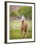 Horse in the Field VI-Ozana Sturgeon-Framed Photographic Print