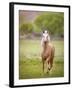 Horse in the Field VI-Ozana Sturgeon-Framed Photographic Print