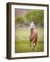 Horse in the Field VI-Ozana Sturgeon-Framed Photographic Print