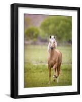 Horse in the Field VI-Ozana Sturgeon-Framed Photographic Print