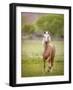 Horse in the Field VI-Ozana Sturgeon-Framed Photographic Print