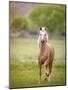 Horse in the Field VI-Ozana Sturgeon-Mounted Photographic Print